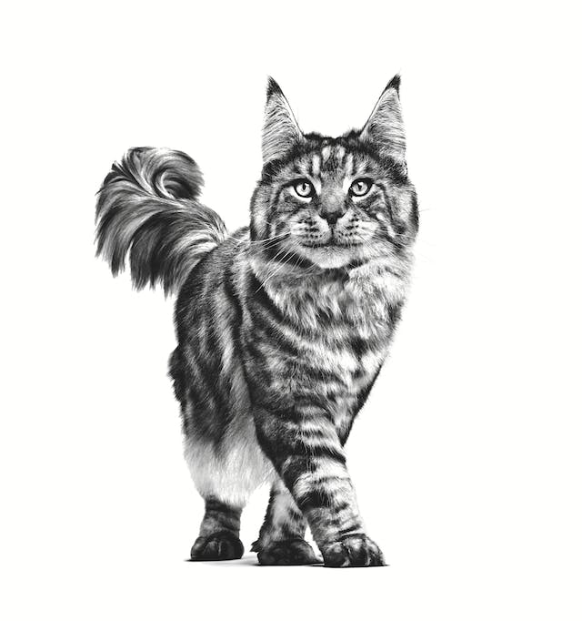 Royal Canin Gastrointestinal Fibre Response - Alimento umido per Gatto 12x85gr Royal Canin Gastrointestinal Fibre Response - Alimento umido per Gatto 12x85gr